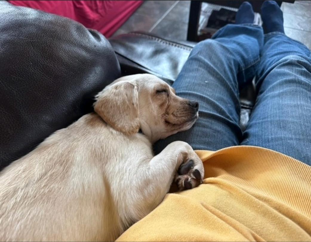 Enlarge Frannie-Puggle(Pug/beagle) , a ADOPTABLE Puggle in Hamburg, NY image 5/6