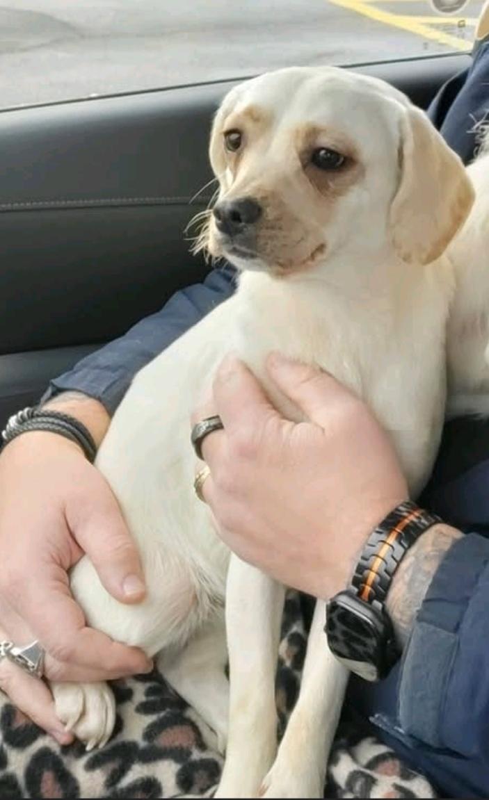 Enlarge Frannie-Puggle(Pug/beagle) , a ADOPTABLE Puggle in Hamburg, NY image 6/6