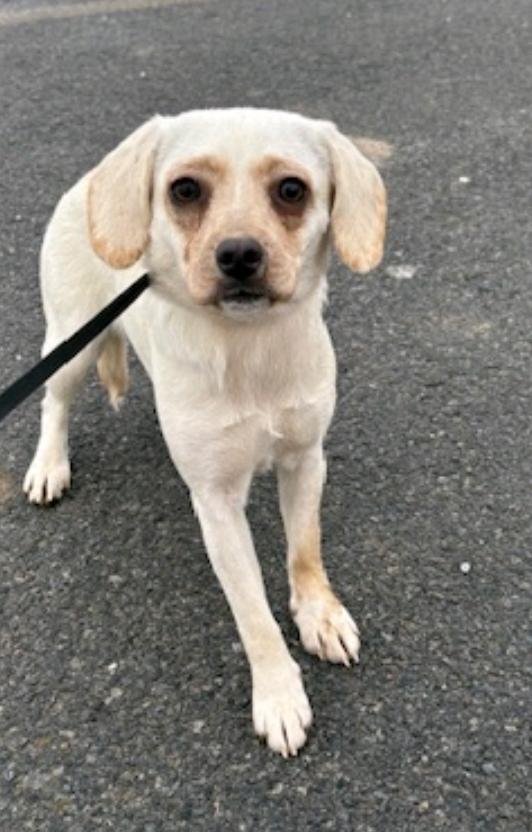 Enlarge Frannie-Puggle(Pug/beagle) , a ADOPTABLE Puggle in Hamburg, NY image 1/6