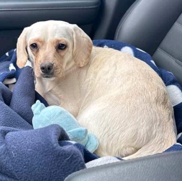 Enlarge Frannie-Puggle(Pug/beagle) , a ADOPTABLE Puggle in Hamburg, NY image 3/6