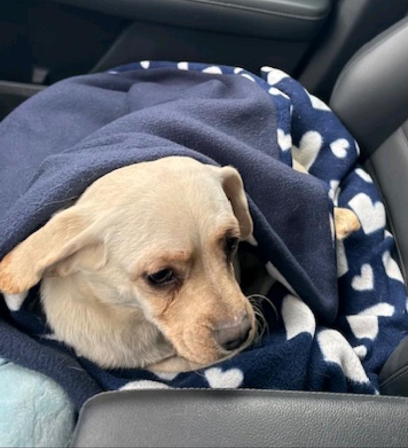 Enlarge Frannie-Puggle(Pug/beagle) , a ADOPTABLE Puggle in Hamburg, NY image 4/6
