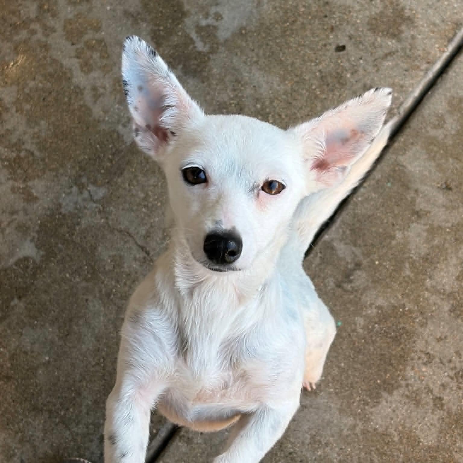Enlarge Kimmie, a ADOPTABLE mixed breed in Boulder, CO image 6/6