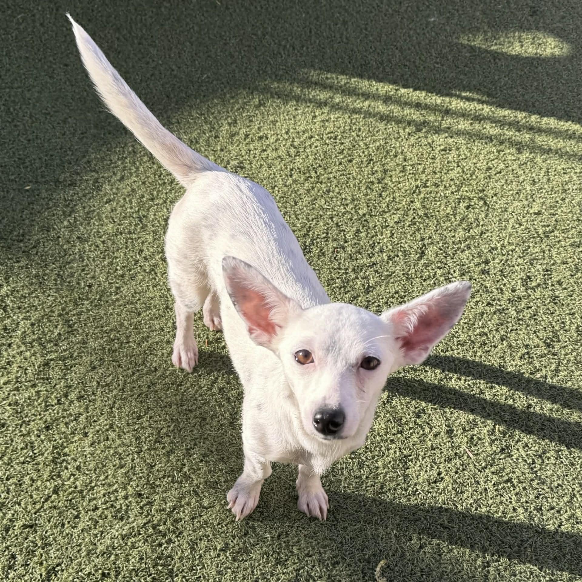 Enlarge Kimmie, a ADOPTABLE mixed breed in Boulder, CO image 4/6