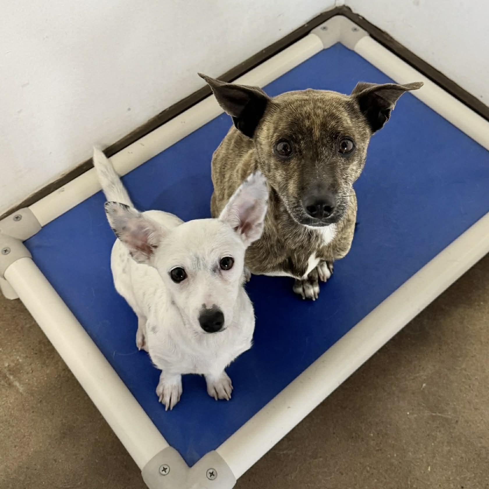 Enlarge Kimmie, a ADOPTABLE mixed breed in Boulder, CO image 5/6