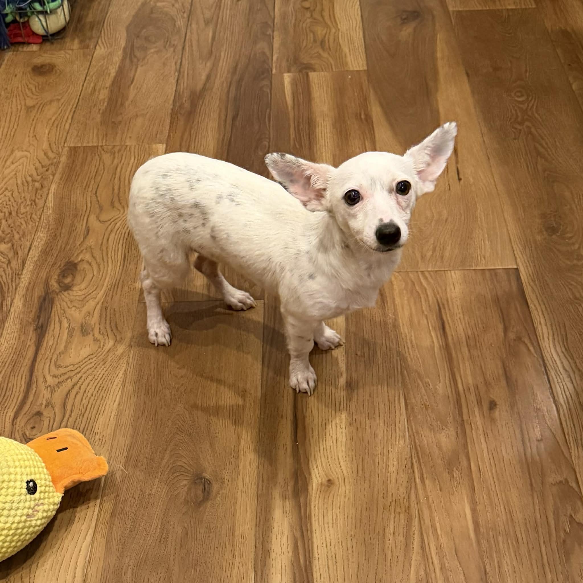 Kimmie, ADOPTABLE, Young Female Chihuahua & Dachshund.