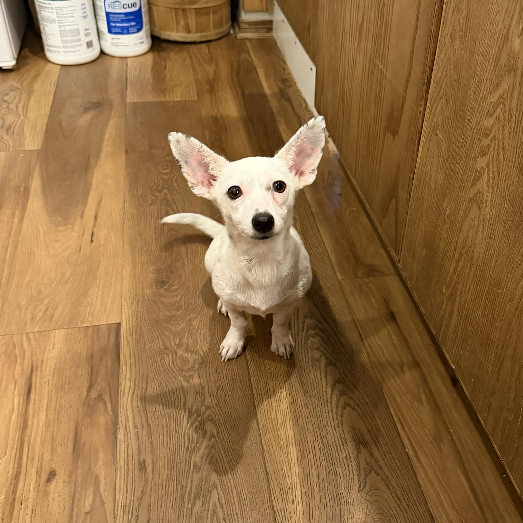 Enlarge Kimmie, a ADOPTABLE mixed breed in Boulder, CO image 2/6