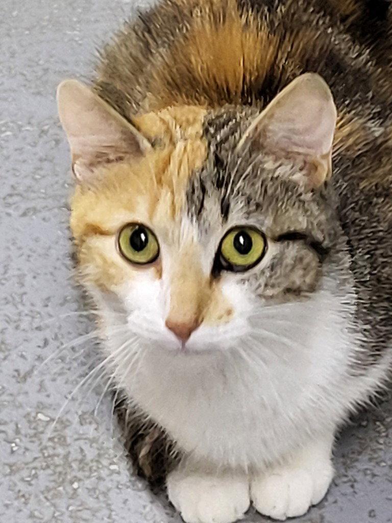 Paisley, a Adoptable Calico in Ellijay, GA image 1/3