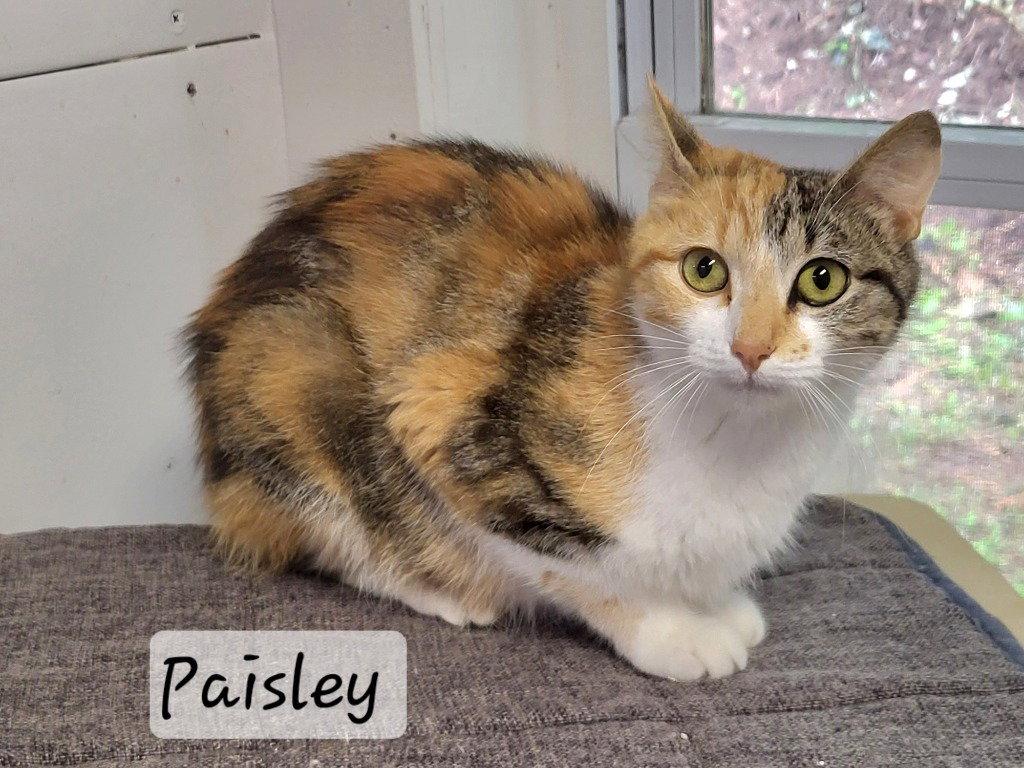 Paisley, a Adoptable Calico in Ellijay, GA image 2/3