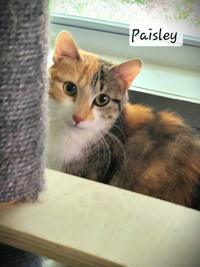 Paisley, Adoptable, Young Female Calico.