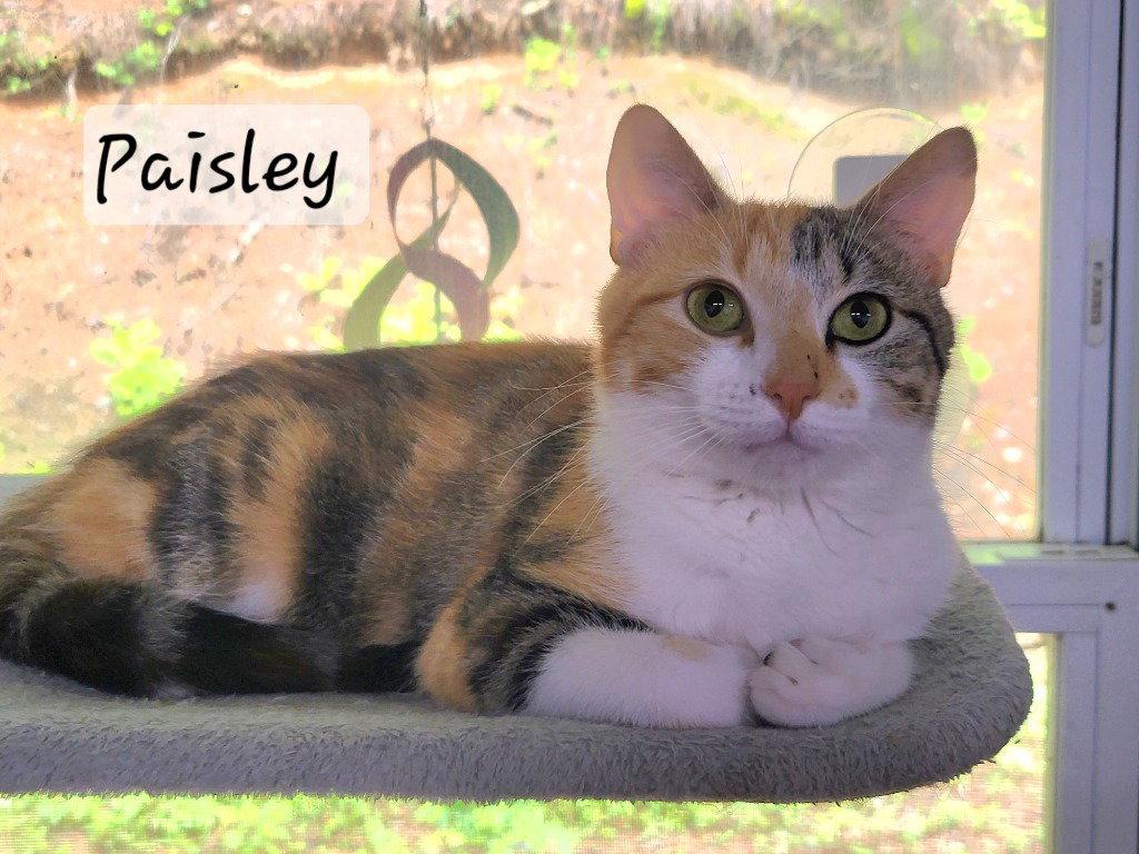 Paisley, a Adoptable Calico in Ellijay, GA image 2/3