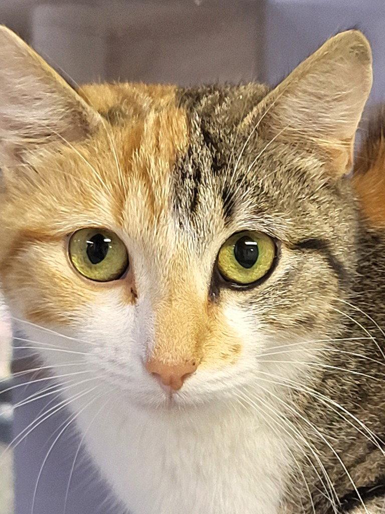 Paisley, a Adoptable Calico in Ellijay, GA image 3/3