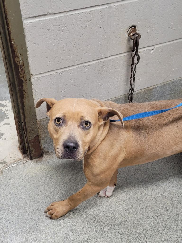 Ivanna, Adoptable, Puppy Female Terrier.
