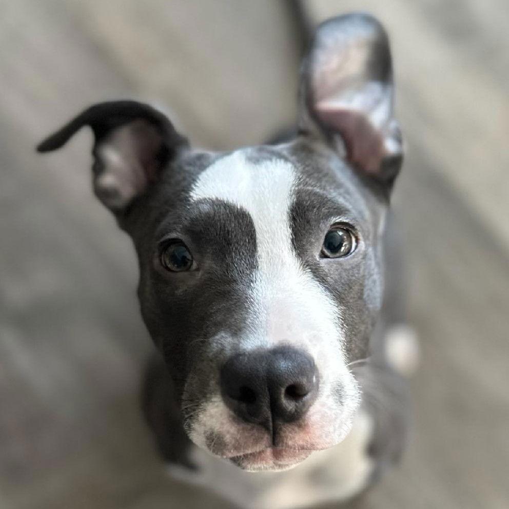 Enlarge Misty, a Adoptable Pit Bull Terrier in Framingham, MA image 1/3