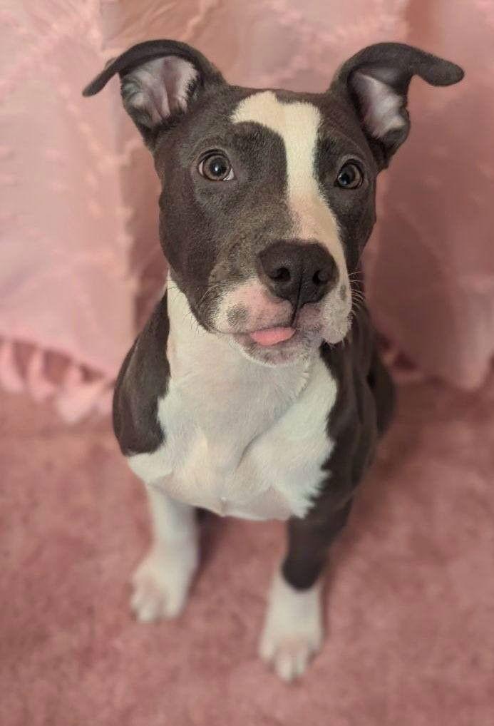 Enlarge Misty, a Adoptable Pit Bull Terrier in Framingham, MA image 2/3