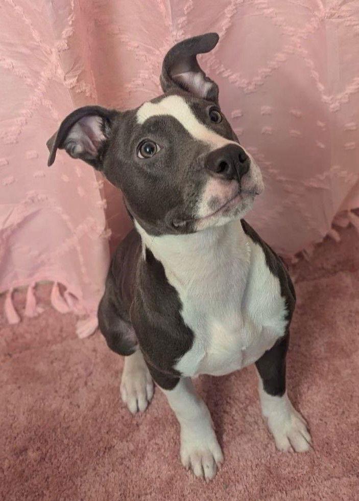 Enlarge Misty, a Adoptable Pit Bull Terrier in Framingham, MA image 3/3