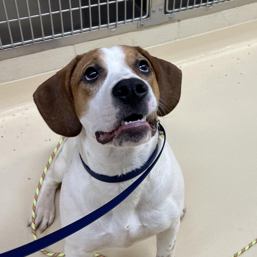 Tannie, a Adoptable Mixed Breed in Winston-Salem, NC image 1/4