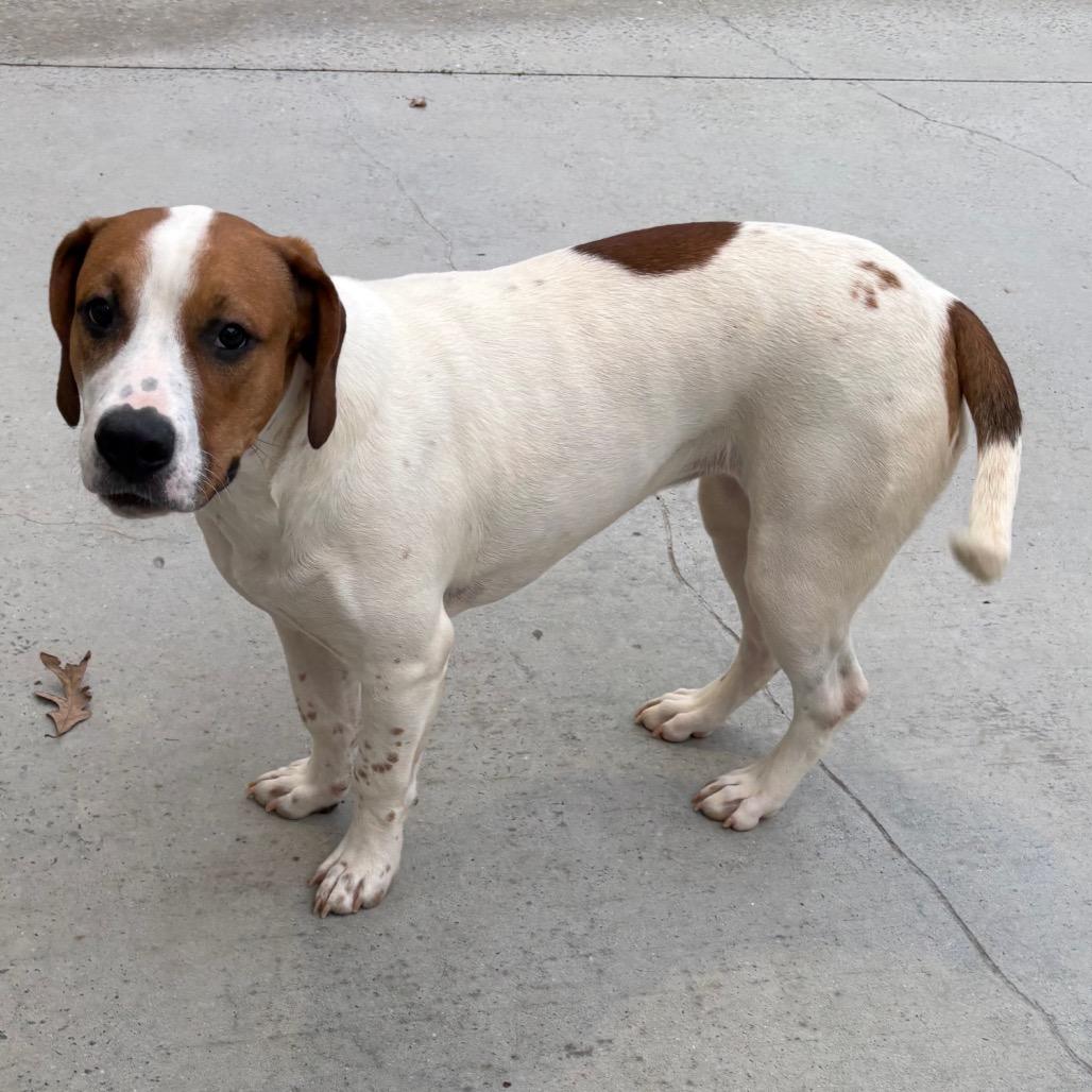 Tannie, a Adoptable Mixed Breed in Winston-Salem, NC image 4/4