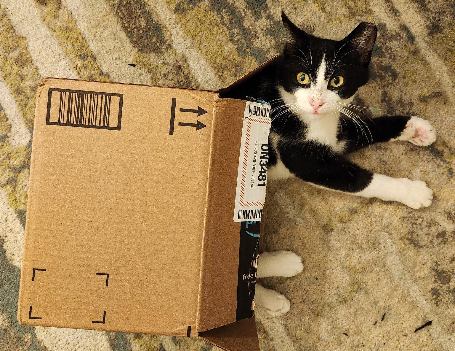 Daffodil, Adopted, Young Female Tuxedo.