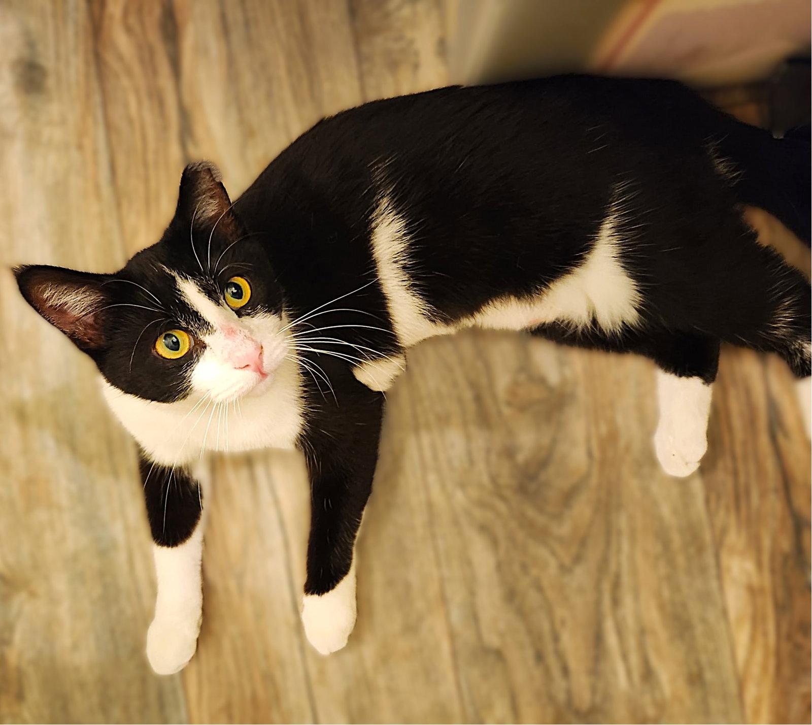 Enlarge Daffodil, a Adopted Tuxedo in Fort Myers, FL image 2/3