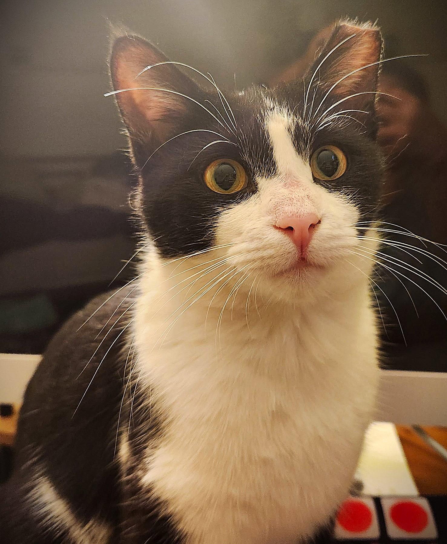 Enlarge Daffodil, a Adopted Tuxedo in Fort Myers, FL image 3/3