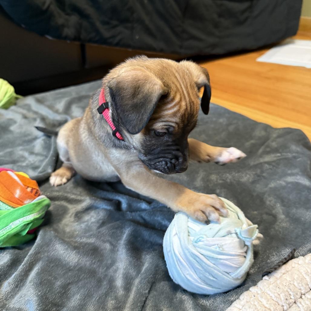 Enlarge Graham (Sweet Treats Litter), a Adoptable Mixed Breed in Festus, MO image 1/4