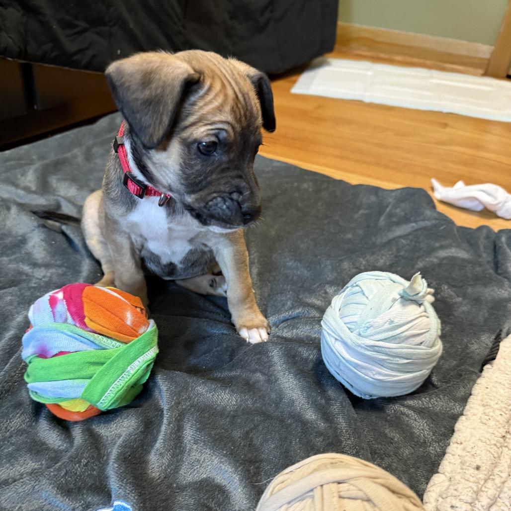 Enlarge Graham (Sweet Treats Litter), a Adoptable Mixed Breed in Festus, MO image 2/4