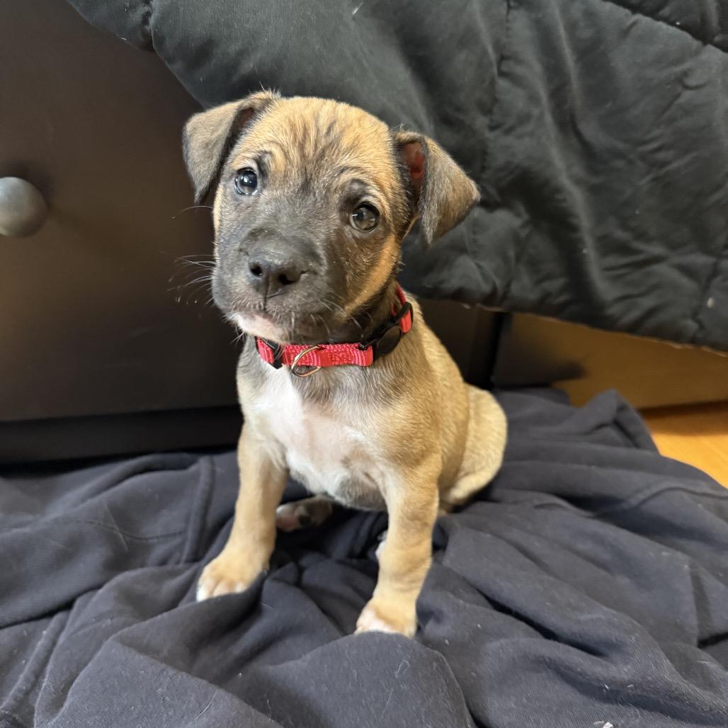 Enlarge Graham (Sweet Treats Litter), a Adoptable Mixed Breed in Festus, MO image 3/4