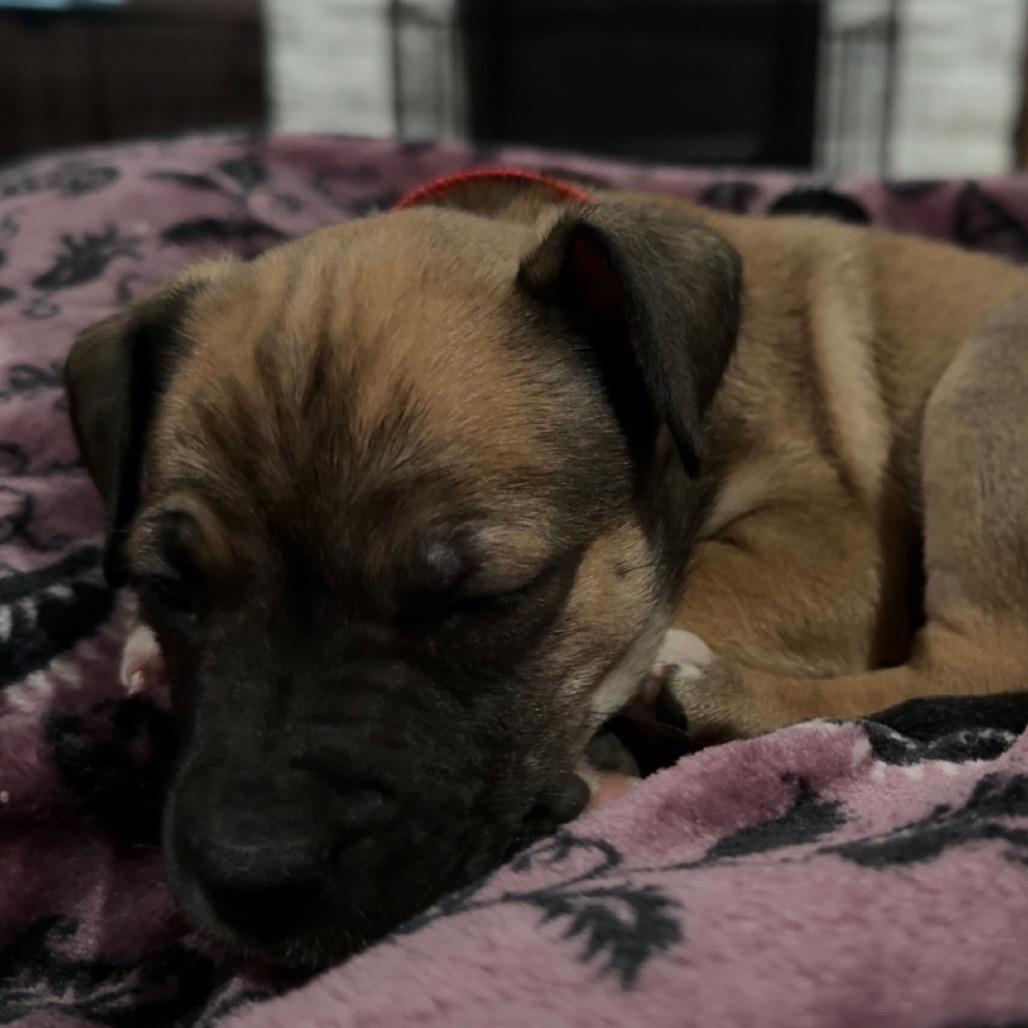 Enlarge Graham (Sweet Treats Litter), a Adoptable Mixed Breed in Festus, MO image 4/4