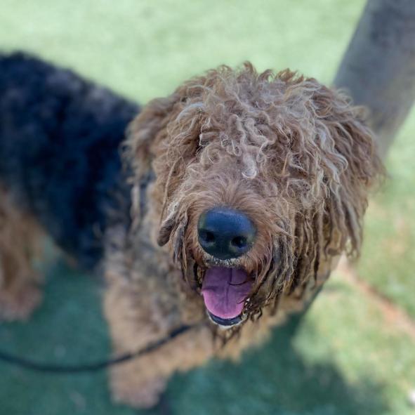 Shugar, Adoptable, Adult Female Airedale Terrier & Mixed Breed.
