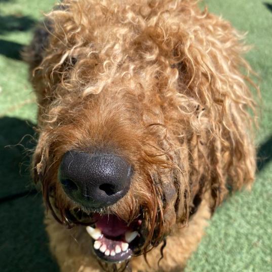 Shugar, a Adoptable mixed breed in Fort Collins, CO image 2/3