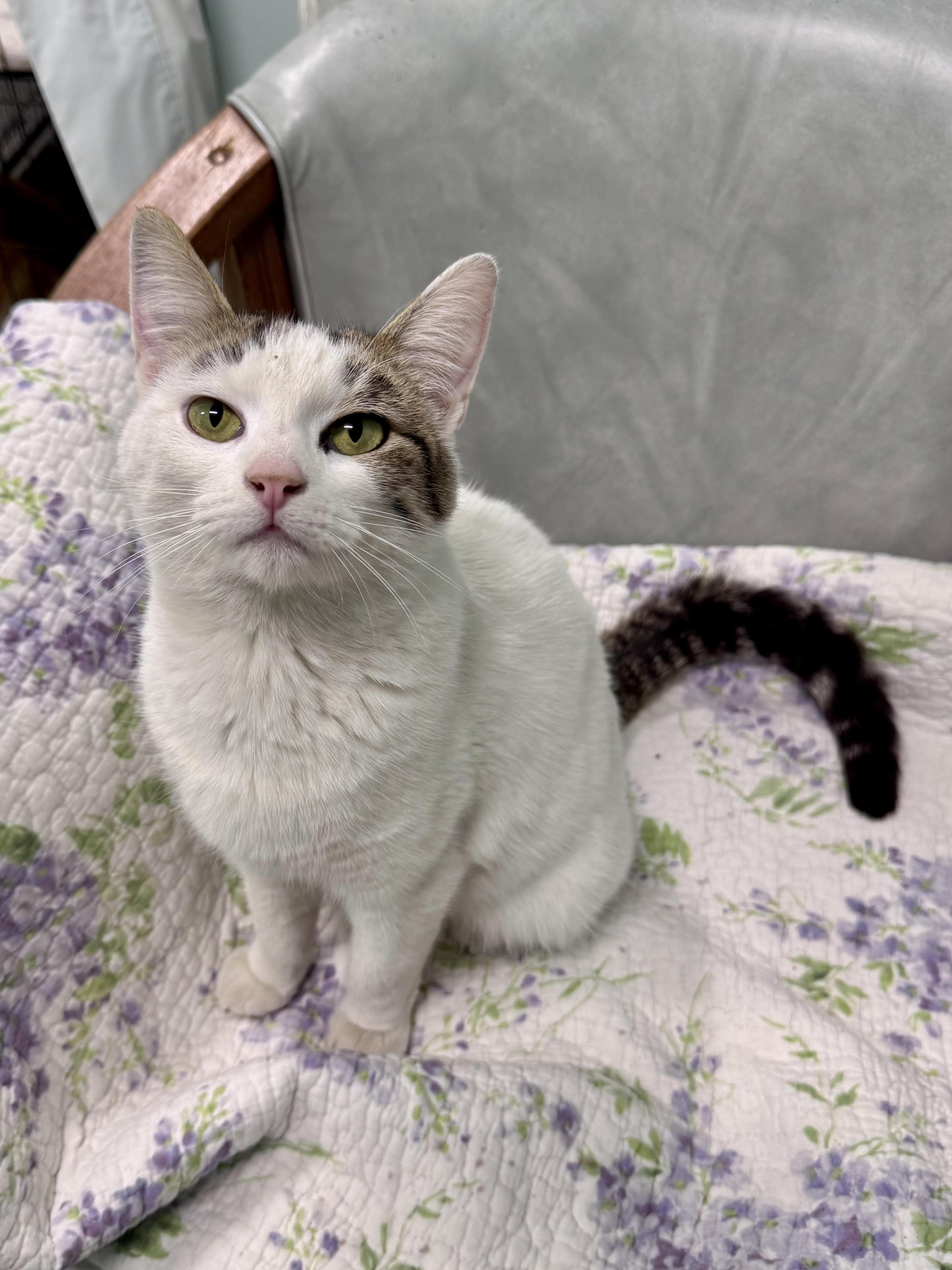 Enlarge Tabitha, a ADOPTABLE Domestic Short Hair in Scottsburg, IN image 1/1