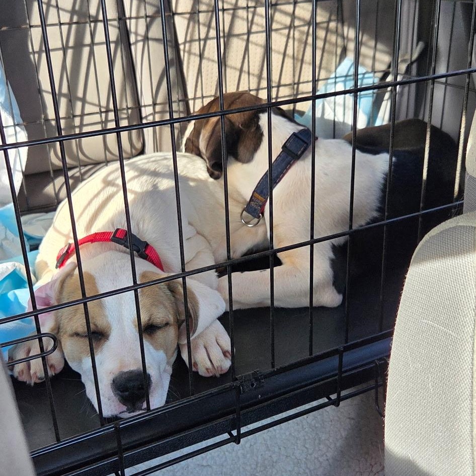 Gracie, ADOPTABLE, Puppy Female American Bulldog.