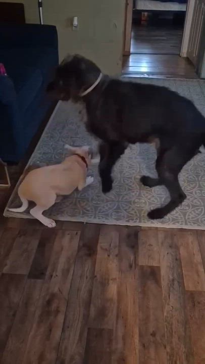 Enlarge Gracie, a ADOPTABLE mixed breed in Hillsdale, NY video 3/3