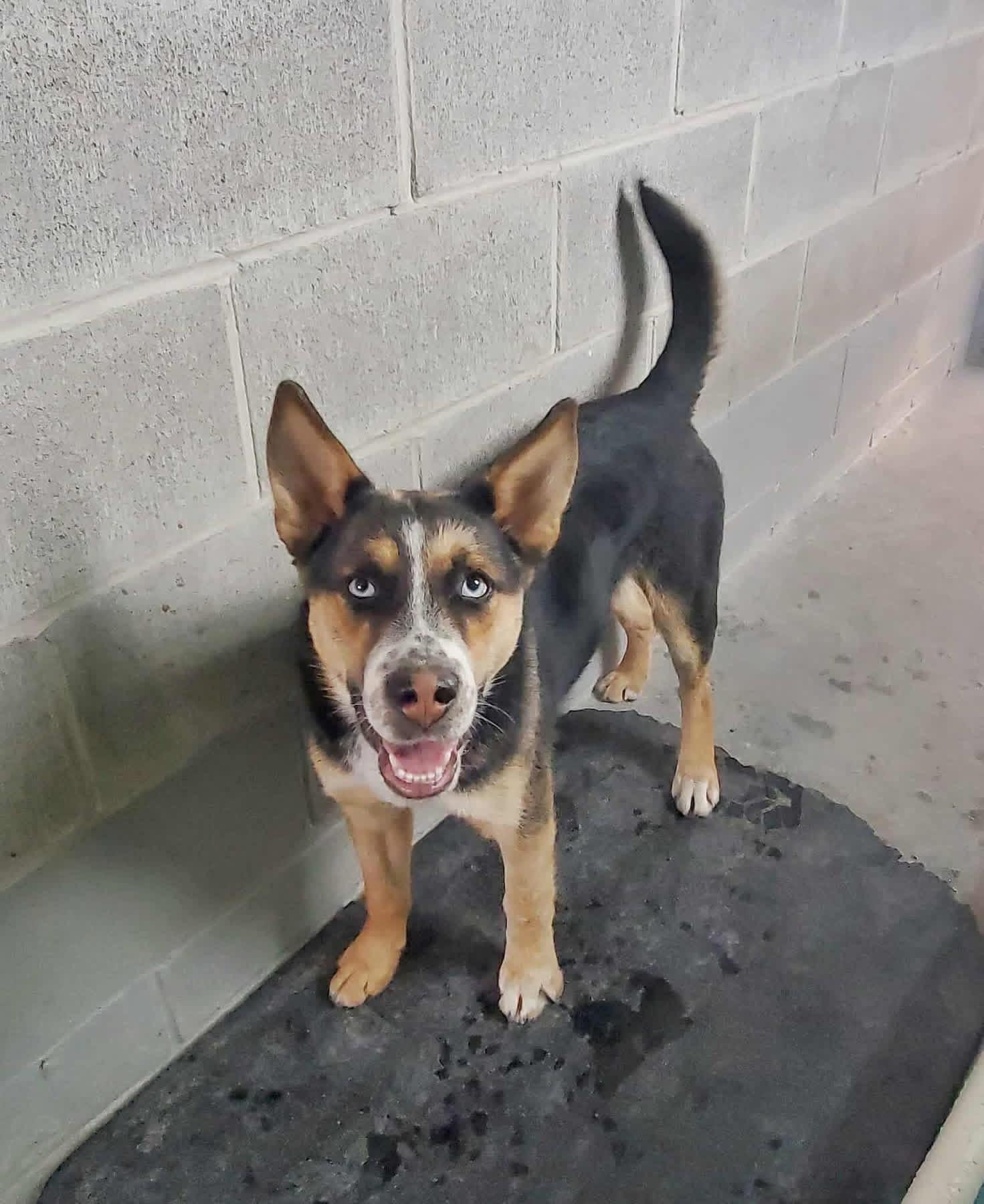 Enlarge Stewie , a ADOPTABLE Mixed Breed in Howes Cave, NY image 1/1
