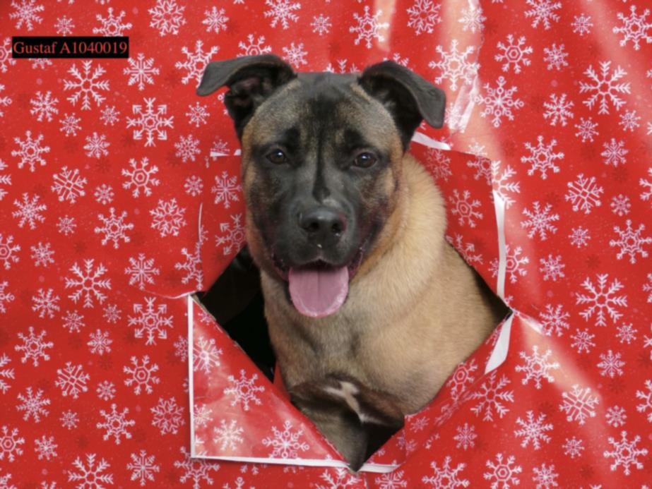 GUSTAF, Adoptable, Young Male German Shepherd Dog & Mixed Breed.