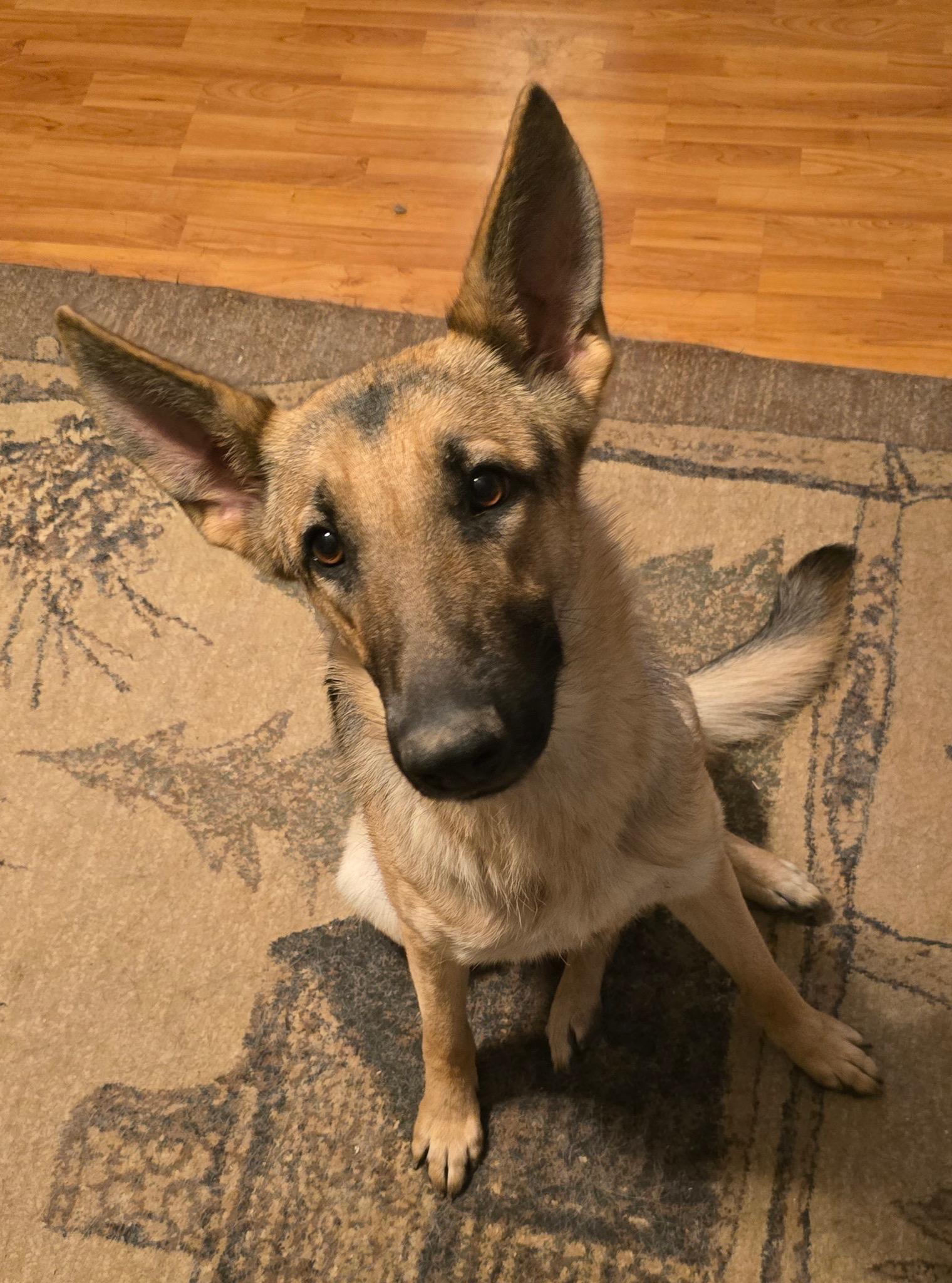 Enlarge Liberty, a Adopted German Shepherd Dog in Eglin AFB, FL image 1/1