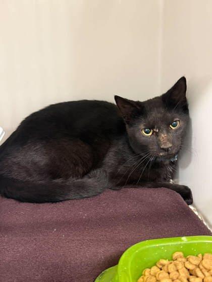 Vader, ADOPTABLE, Young Male Domestic Short Hair.