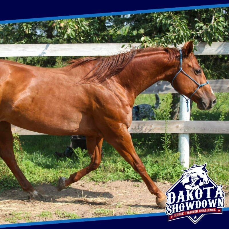 Harper, Adoptable, Adult Female Quarterhorse.