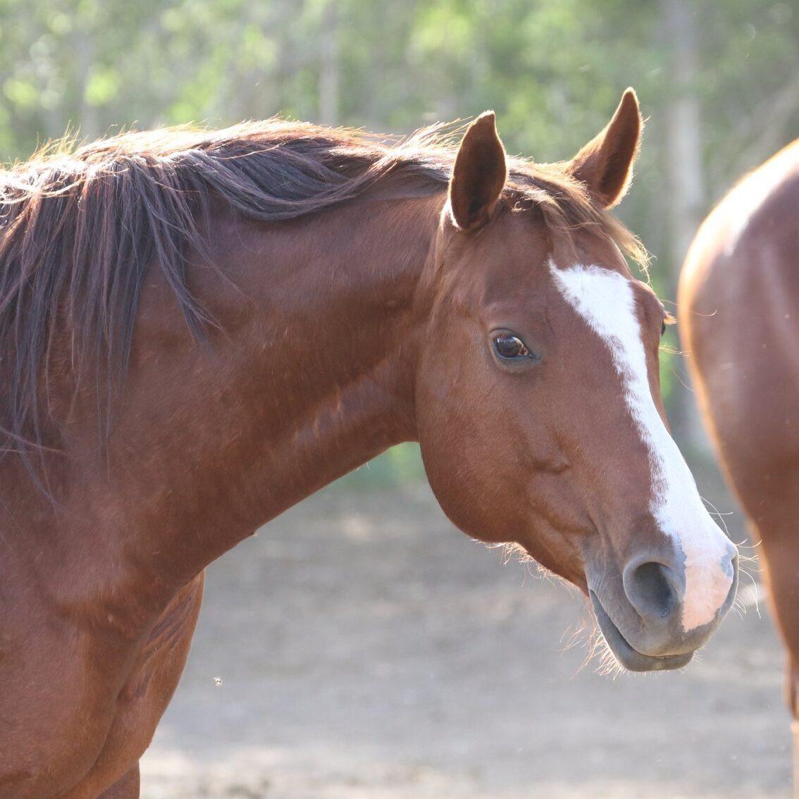 Enlarge Harper, a Adoptable Quarterhorse in Scotland, SD image 2/6