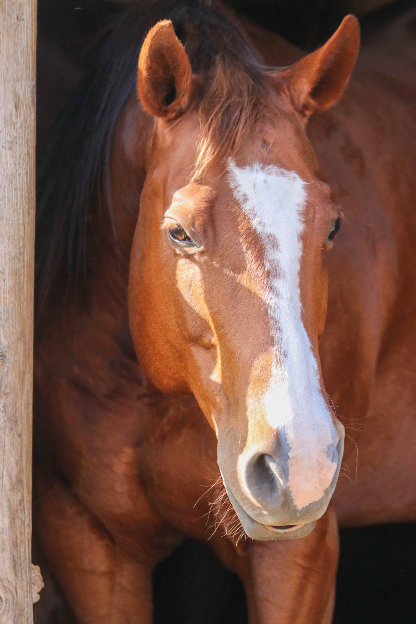 Enlarge Harper, a Adoptable Quarterhorse in Scotland, SD image 3/6