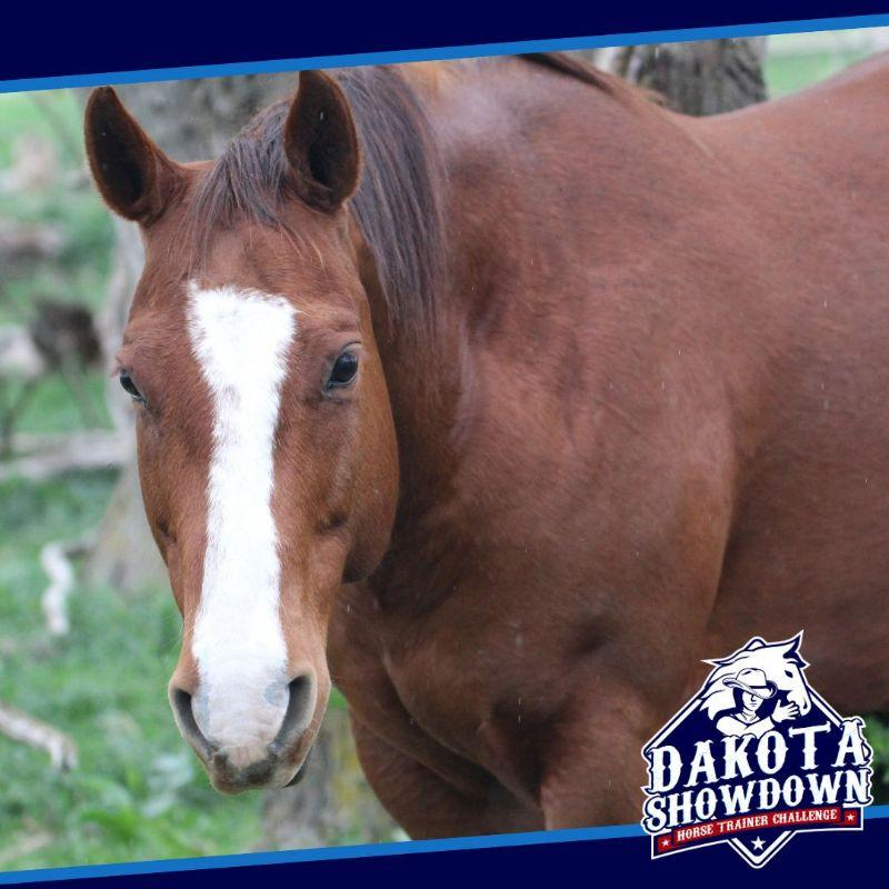 Enlarge Harper, a Adoptable Quarterhorse in Scotland, SD image 4/6