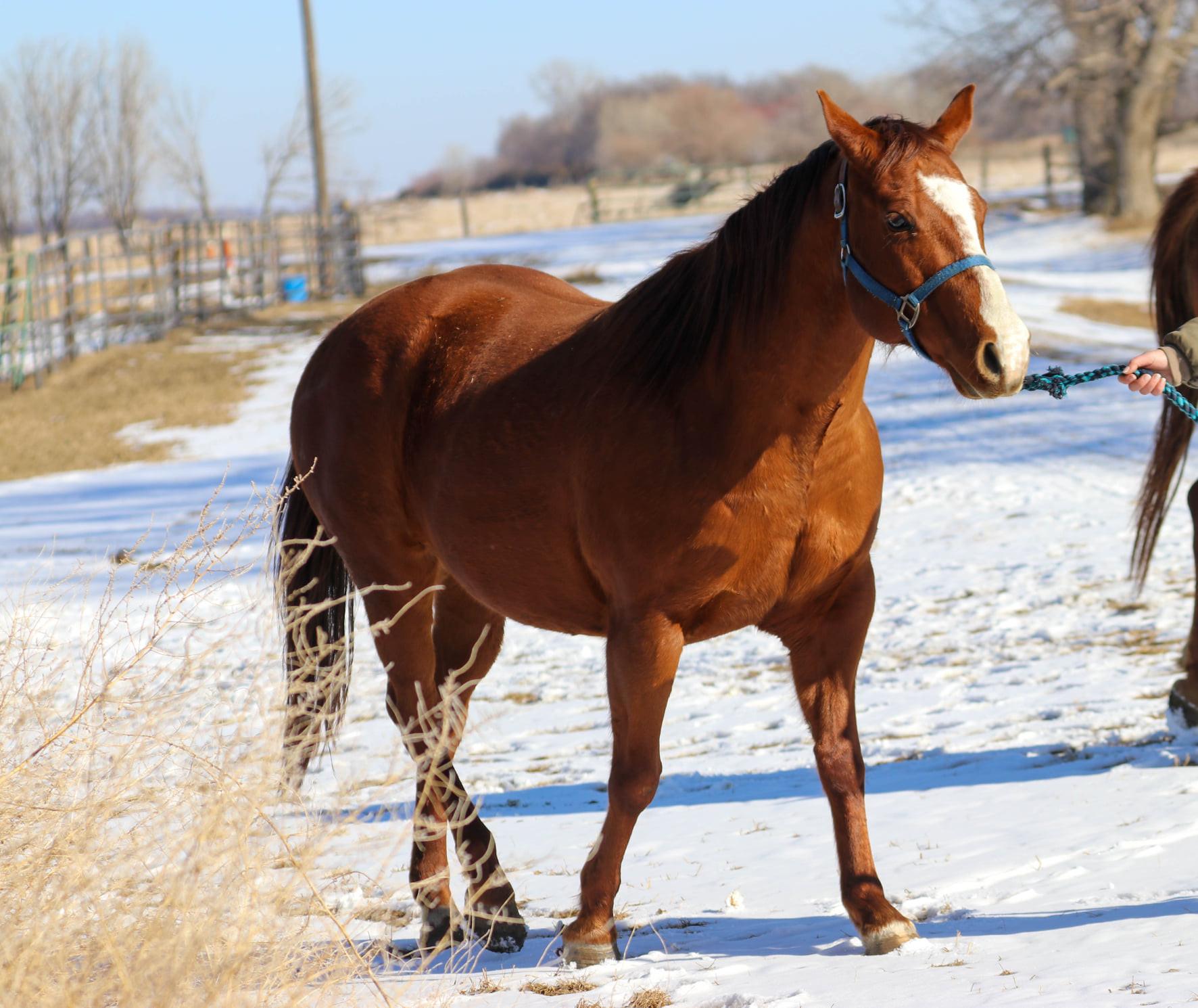 Enlarge Harper, a Adoptable Quarterhorse in Scotland, SD image 5/6
