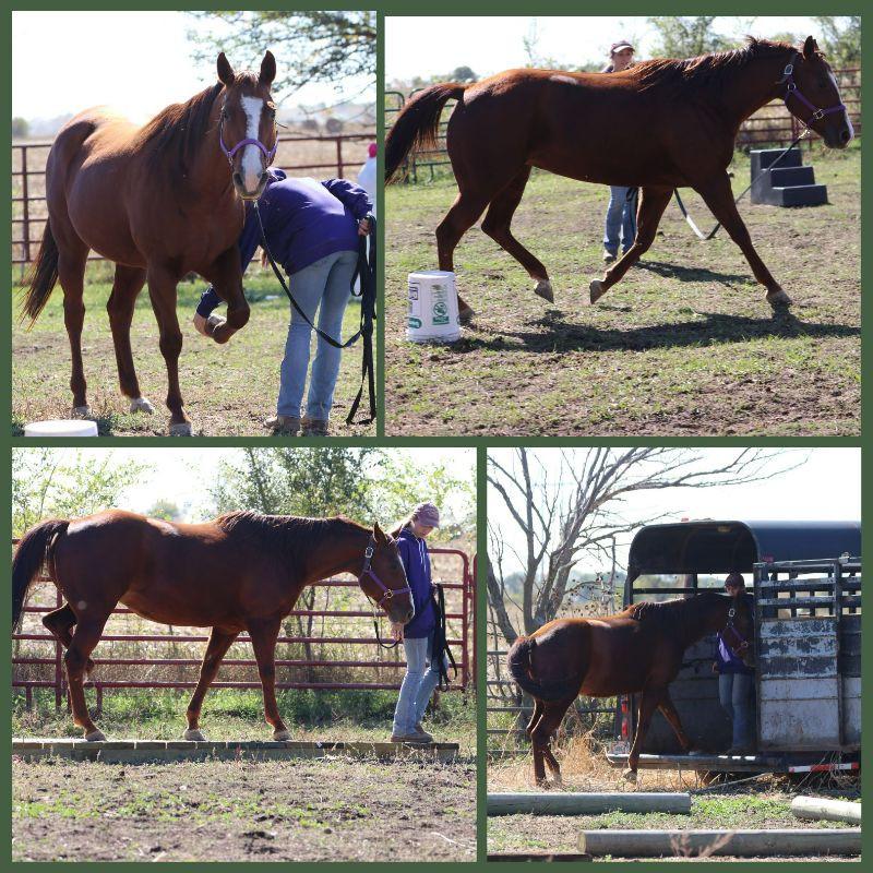 Enlarge Harper, a Adoptable Quarterhorse in Scotland, SD image 6/6