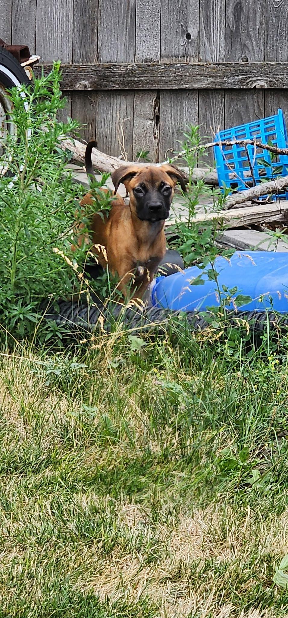 Enlarge Backpack, a Adoptable Mixed Breed in Fort Collins, CO image 2/3