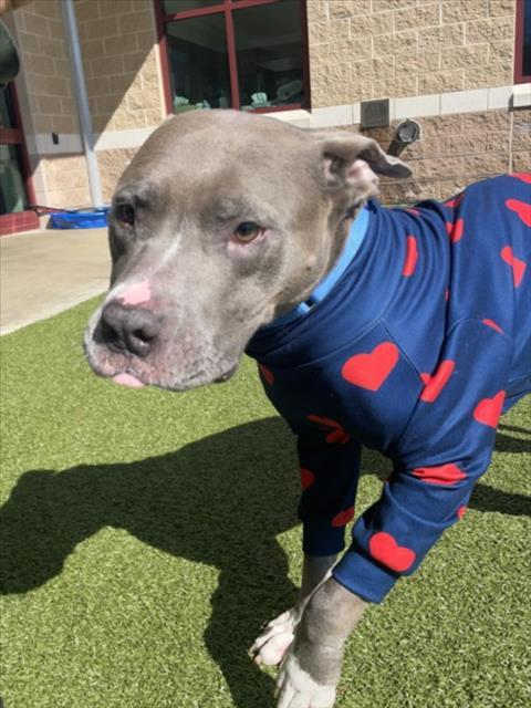 CORDOVA, Adoptable, Adult Female Pit Bull Terrier.