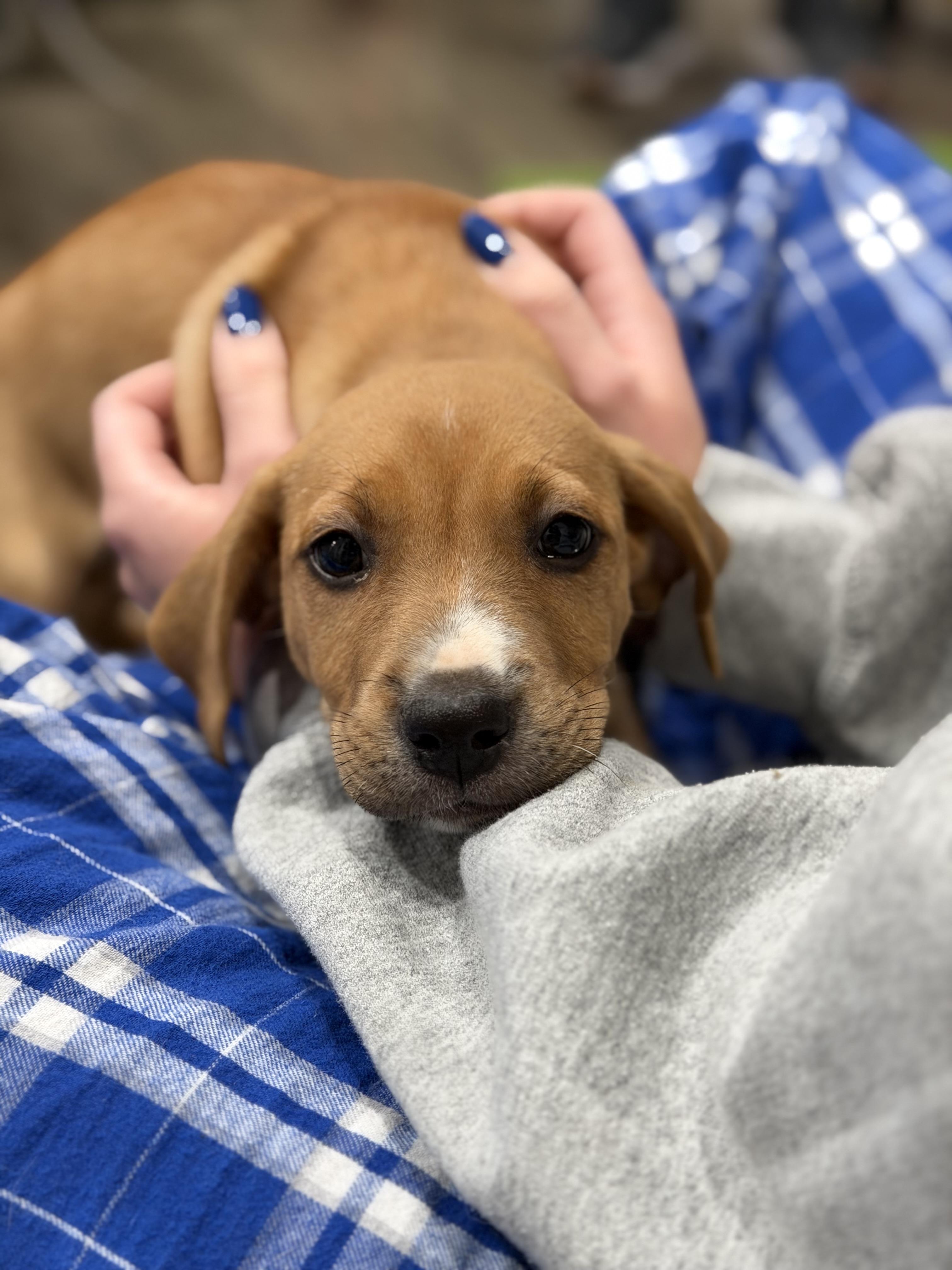 Peanut Butter, adoptable, Puppy Male Labrador Retriever & Hound.