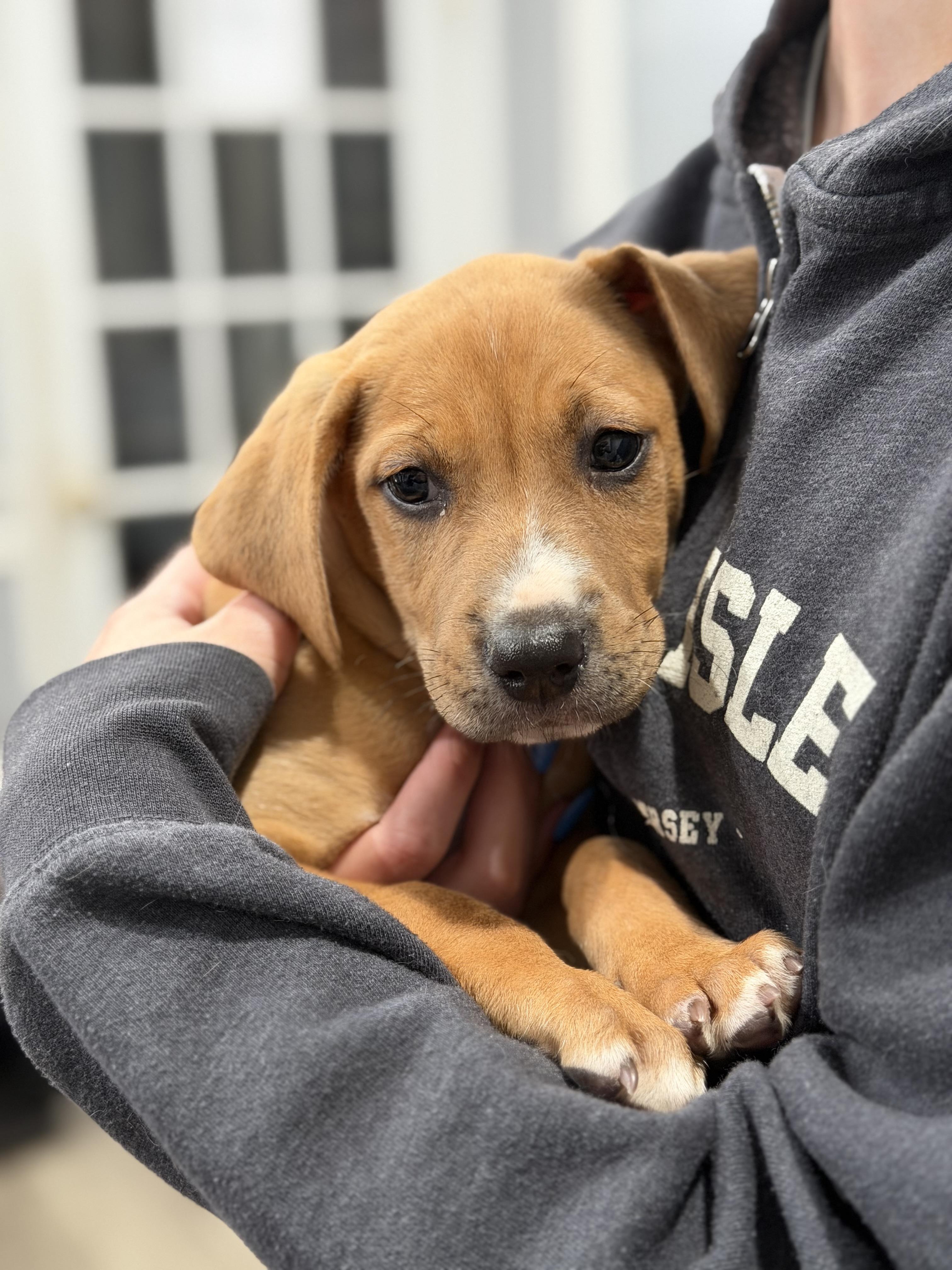 Peanut Butter, an adopted mixed breed in Mahwah, NJ image 2/5