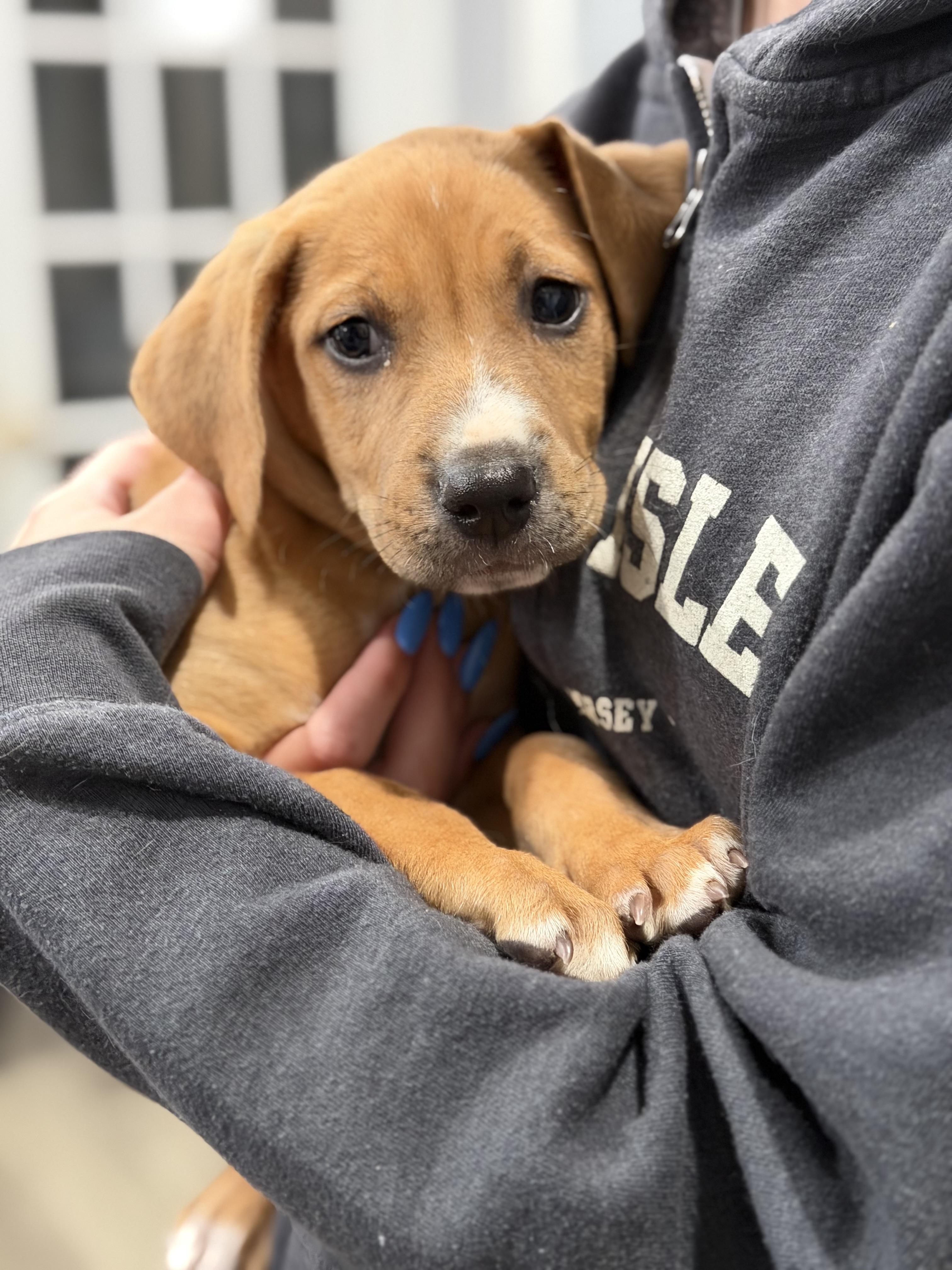 Peanut Butter, an adopted mixed breed in Mahwah, NJ image 3/5