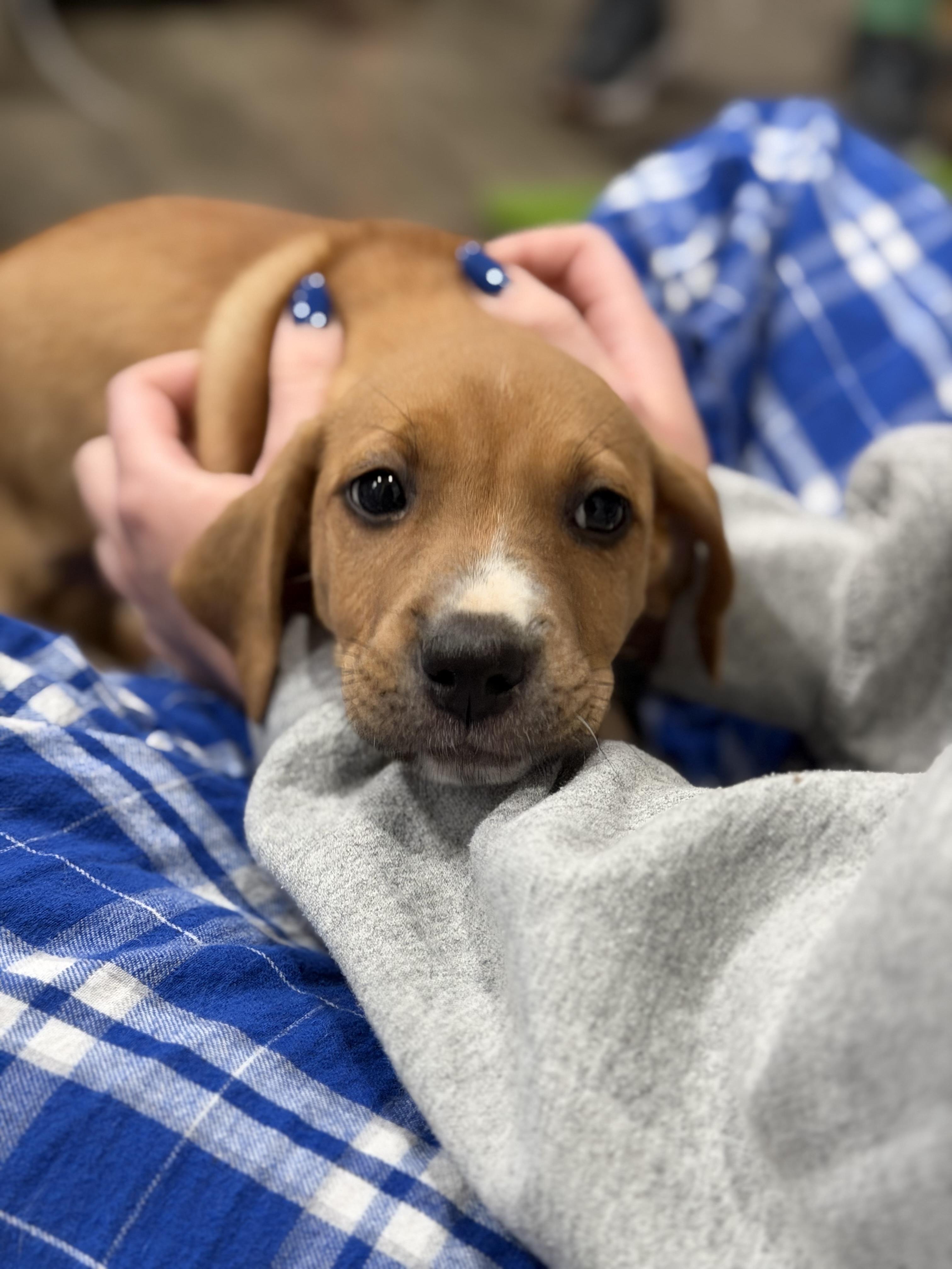 Peanut Butter, an adopted mixed breed in Mahwah, NJ image 4/5