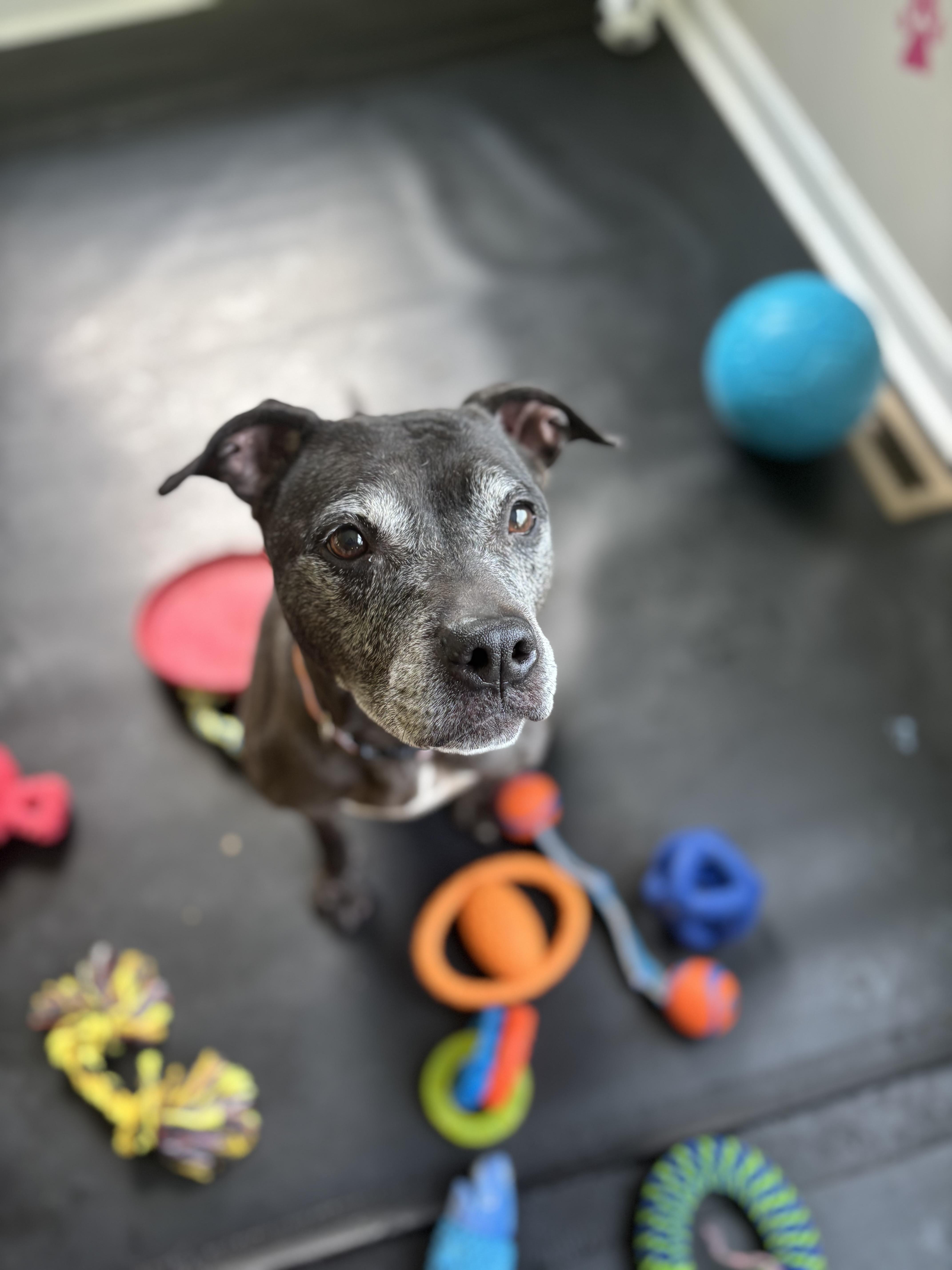 Flo, a Adoptable Pit Bull Terrier in Felton, PA image 2/4